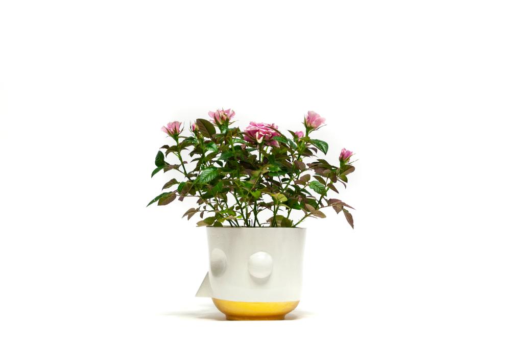 vaso bianco pianta sinistra